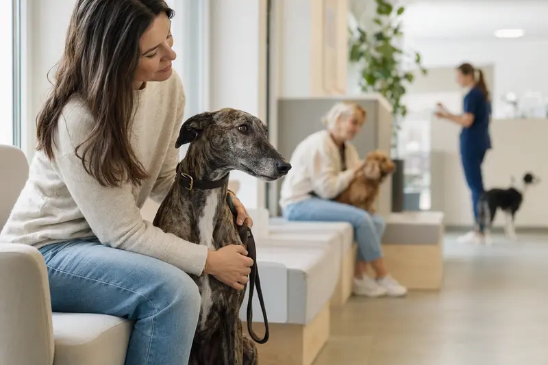Ein Greyhound sitzt ruhig neben seinem Besitzer im hellen Wartezimmer einer modernen Tierarztpraxis.